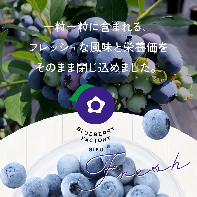 【6か月定期便】岐阜県産 冷凍ブルーベリー＜真空パック保存＞1kgパック A16-020