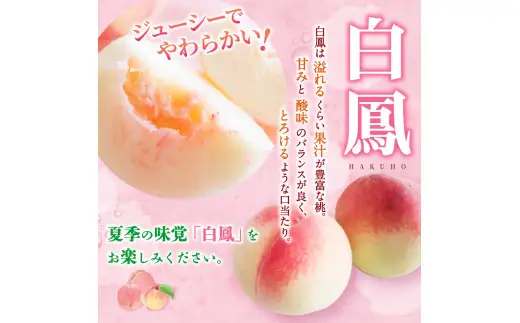 白鳳 桃 5～8玉入り 秀品 【2026年6月下旬以降発送】桃 モモ フルーツ 果物 くだもの 人気 産地直送 厳選 甘い 予約 もも フルーツ王国【mtgn053B】