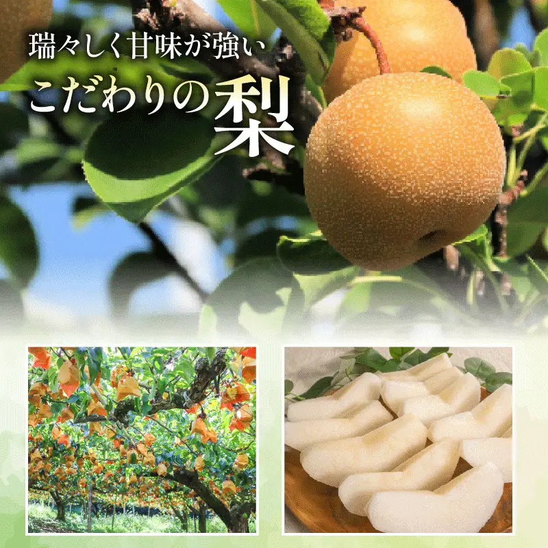 【2026年8月初旬頃発送】 梨 5kg 幸水 梨 IDG