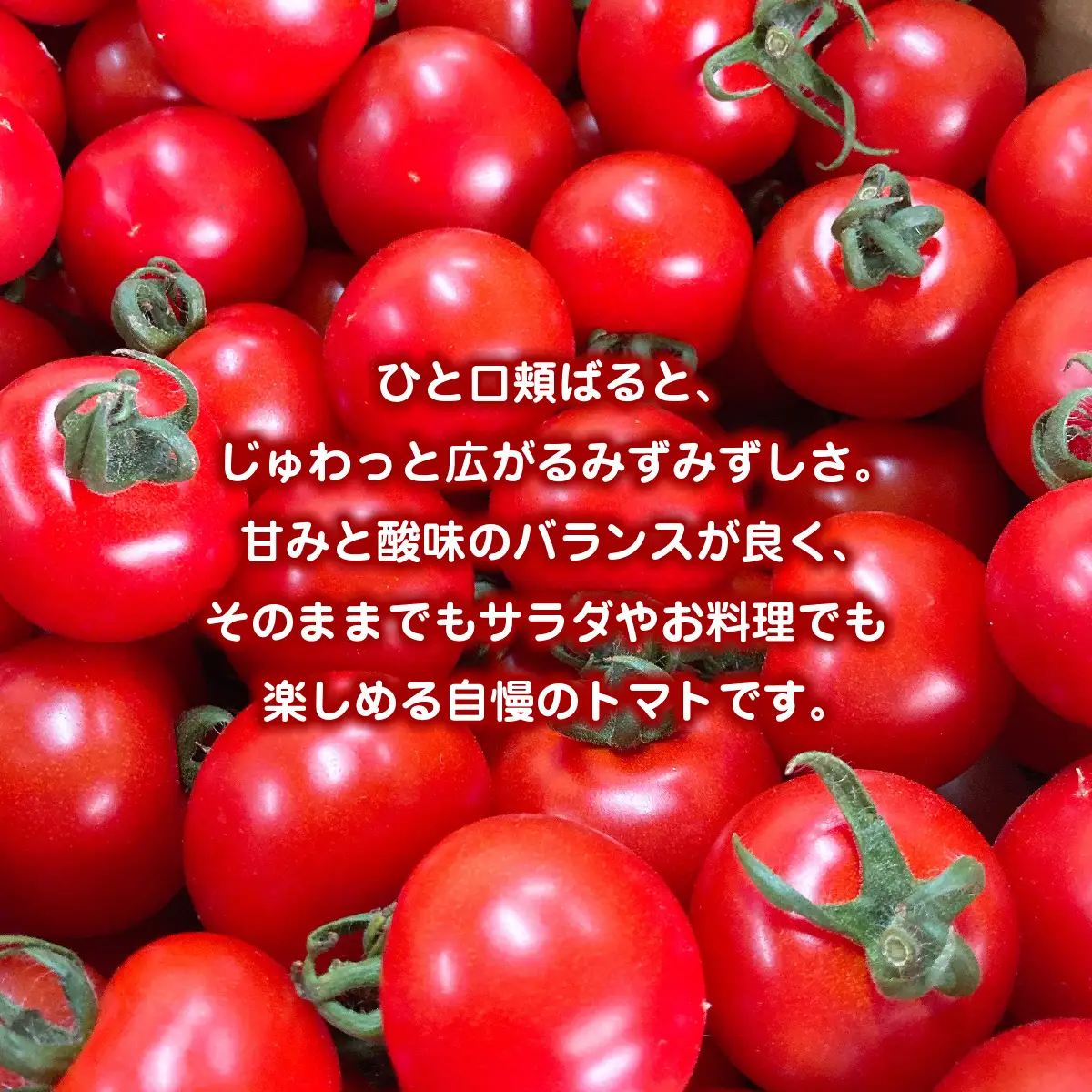 新鮮でフルーティーな小川ファームの中玉トマトがたっぷり４kg ／ふるさと納税 トマト 中玉トマト シンディースイート 野菜 サラダ 新鮮 採れたて 千葉県産 千葉県 山武市 SMCU002