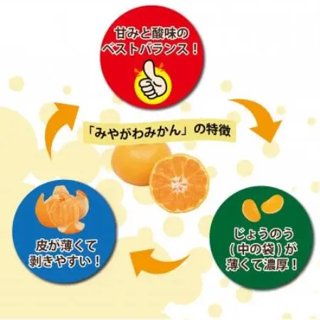【2027年1月順次発送!】100年以上続くみかん農家がつくる「みかん(宮川早生)」約5kg【配送不可地域：離島】【1738394】