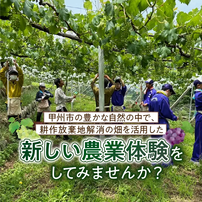 ぶどう産地・勝沼から生まれる農業体験（加工用ぶどう）（BDB）D4-1611