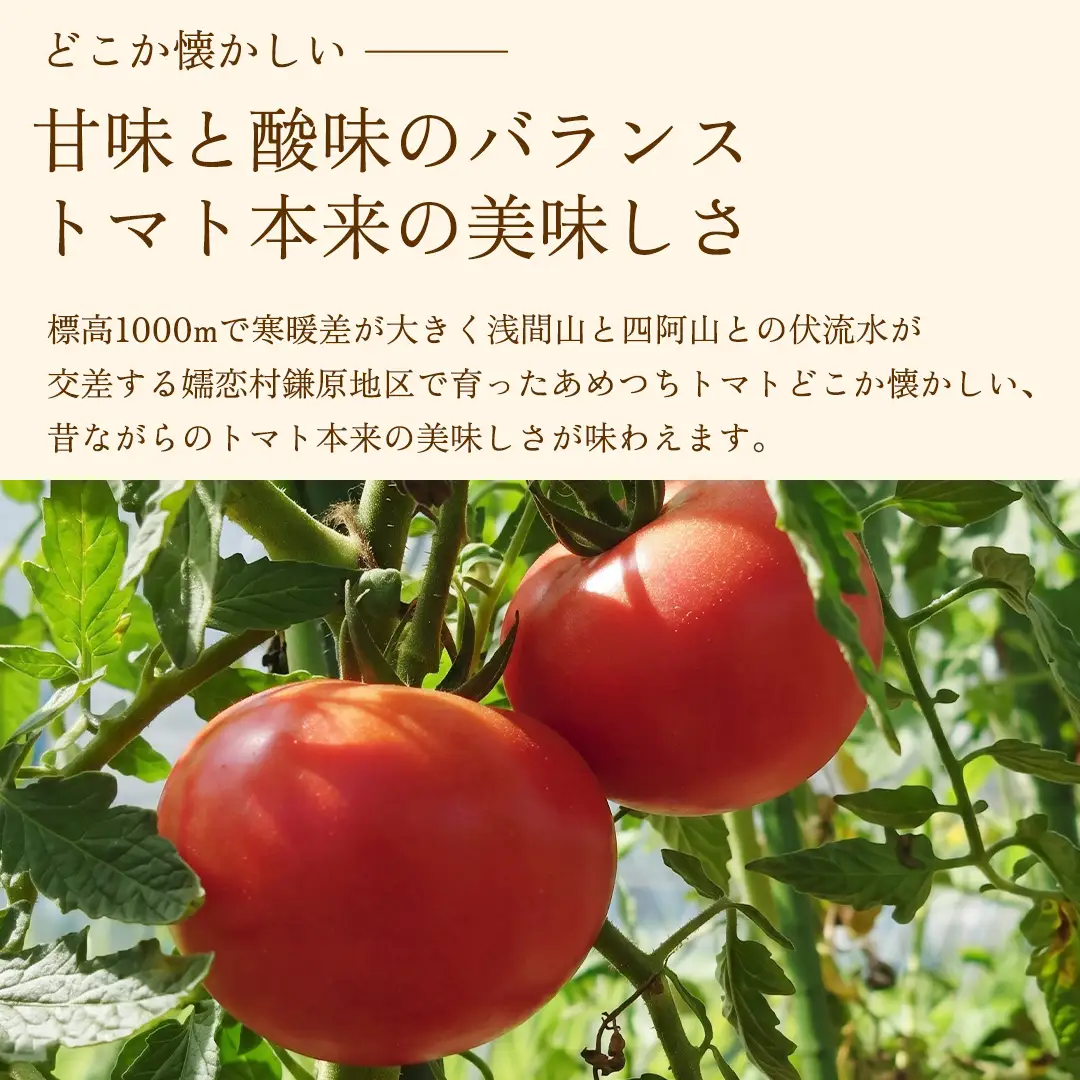 【8月下旬発送開始】 ミニトマト 約 230g × 4パック 【 あめつち農園 】 [BP001tu]