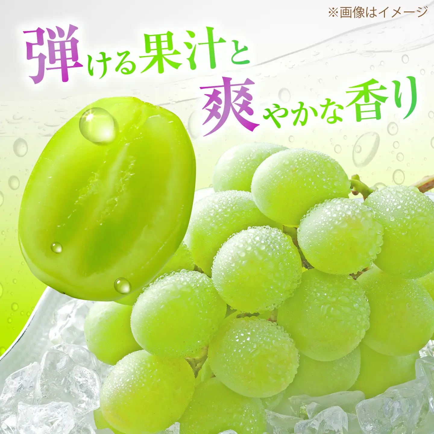 【先行予約】【50個限定】【2026年8月下旬以降順次発送】 【ご家庭用】シャインマスカット1房 島根県雲南市/なばらファーム[AIEU001]