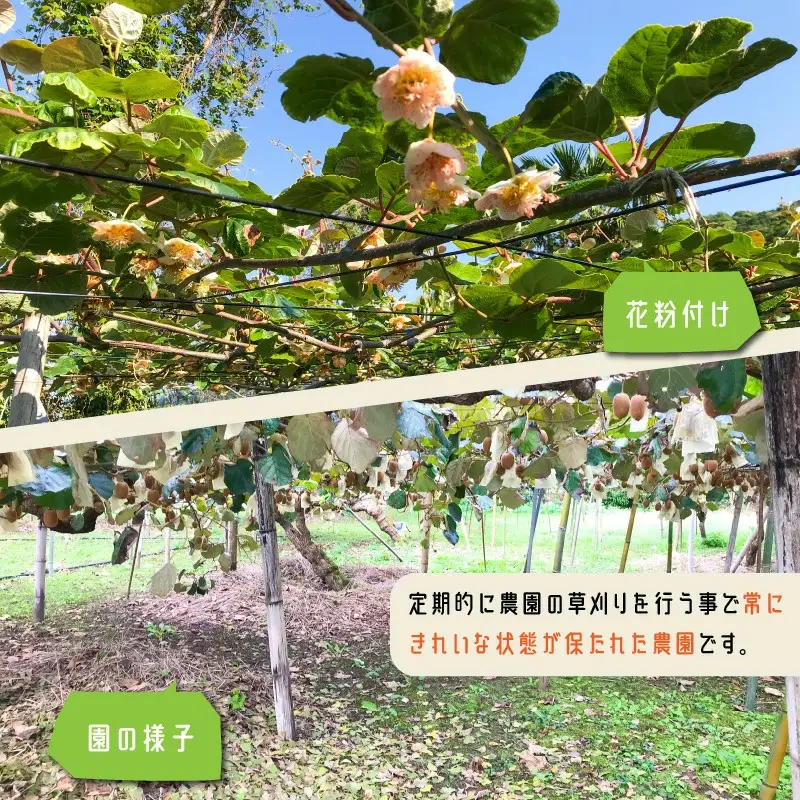 未追熟キウイフルーツ 扁平型 36玉(約3.7kg)_2753R