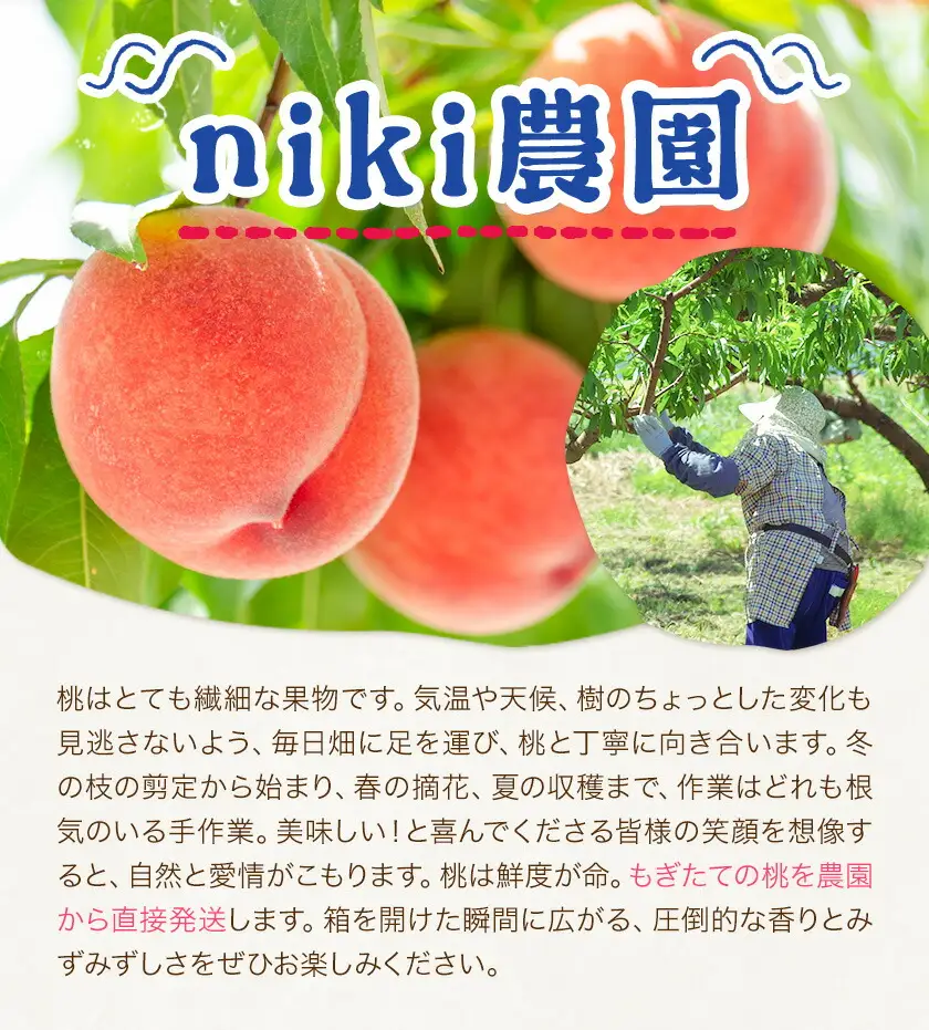 桃 niki農園 直送 あらかわの桃 約2kg 5-8玉 And《2026年6月下旬-8月上旬頃出荷》和歌山県 紀の川市 フルーツ 果物 あら川の桃 【玉数指定不可】