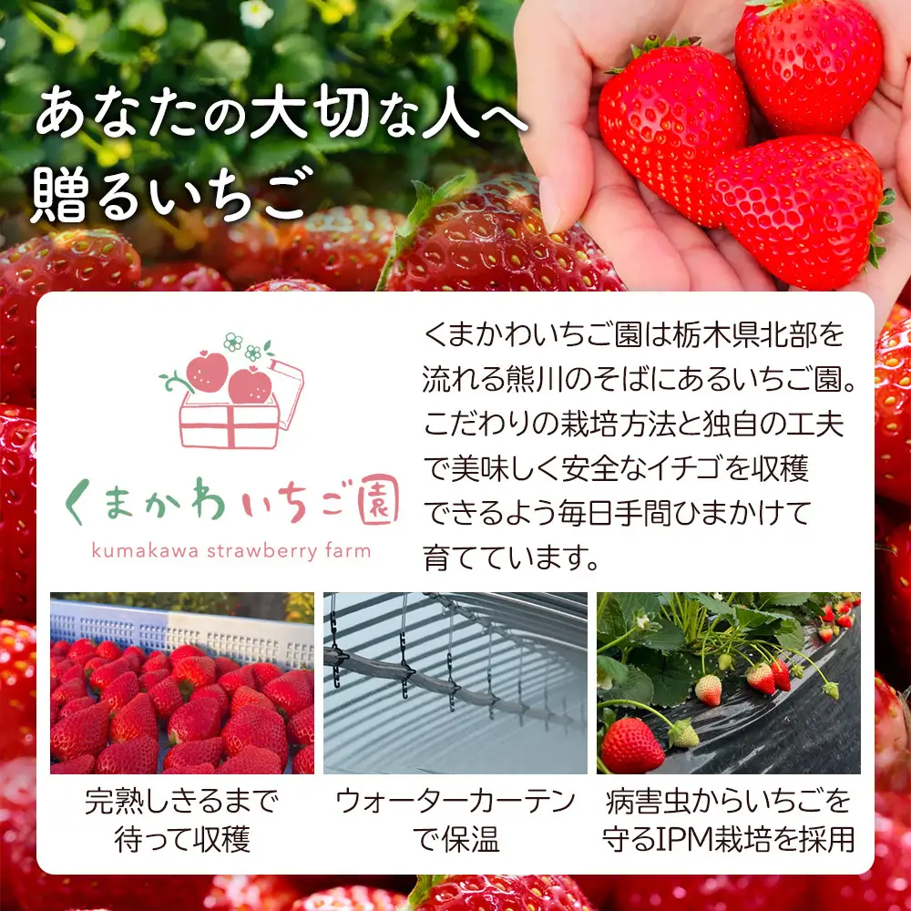 【先行予約受付】≪2027年1月発送≫ 白箱 とちあいか ミルキーベリー 紅白セット ｜果物 いちご 朝取り 新鮮 ハート フルーツ デザート ストロベリー デザート スイーツ 苺 イチゴ 大田原市 栃木県