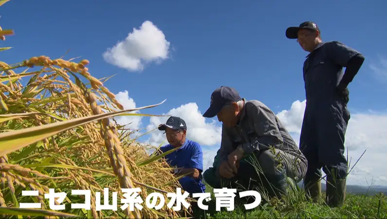 【新米予約】令和8年産 定期便 12ヵ月連続お届け ゆめぴりか＆ななつぼし 食べ比べ 各5kg 計10㎏ 精米 北海道 共和町 共和町米生産友の会 ※沖縄・離島への配送不可【2026年11月以降順次発送予定】