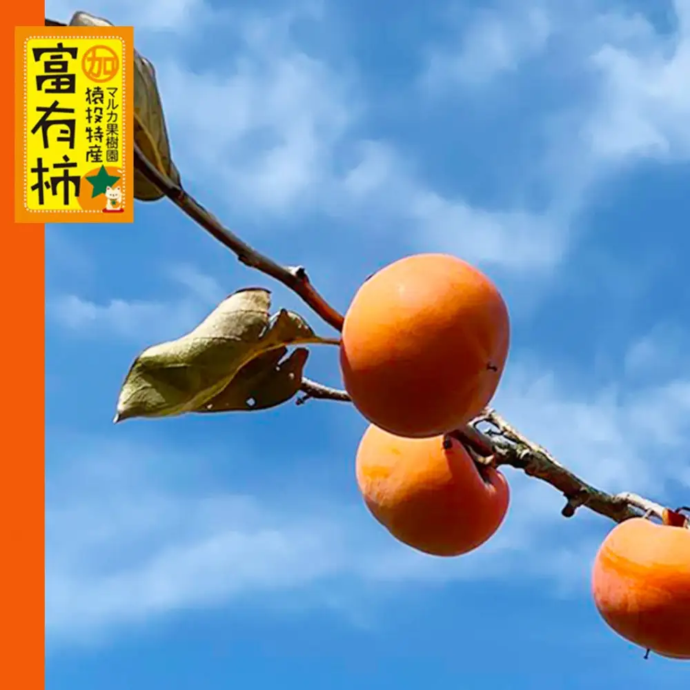 ＜先行受付＞富有柿　約4.4kg【2026年11月上旬以降順次発送】