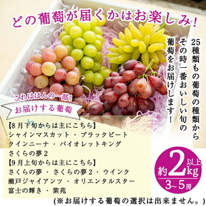 B-050 ＜先行予約受付中！2026年8月中旬～9月下旬の間に発送予定＞旬のぶどう詰め合わせ3～5房(約2kg以上)【さくら農園】ぶどう 食べ比べ シャインマスカット 瀬戸ジャイアンツ フルーツ 果物 期間限定