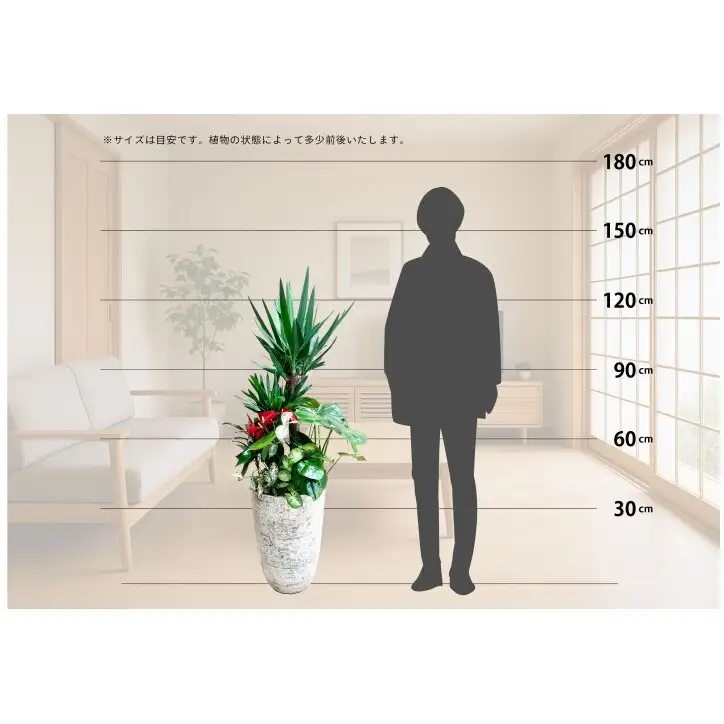 【福岡市】観葉植物の寄せ植え（ユッカ）観葉植物 植物 花 木 インテリア アクセント
