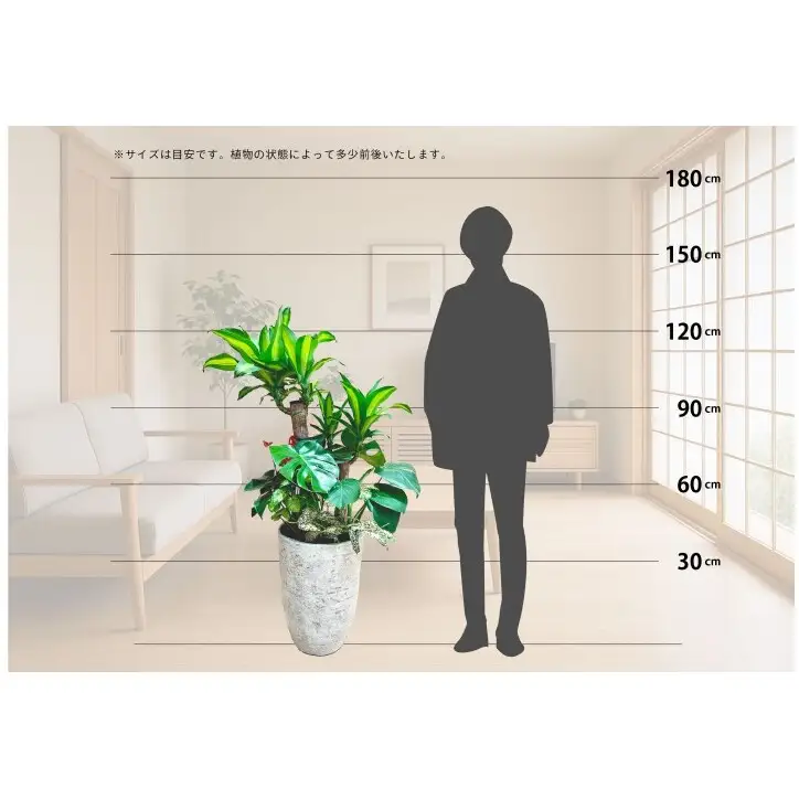 【福岡市】観葉植物の寄せ植え（幸福の木）観葉植物 植物 花 木 インテリア アクセント