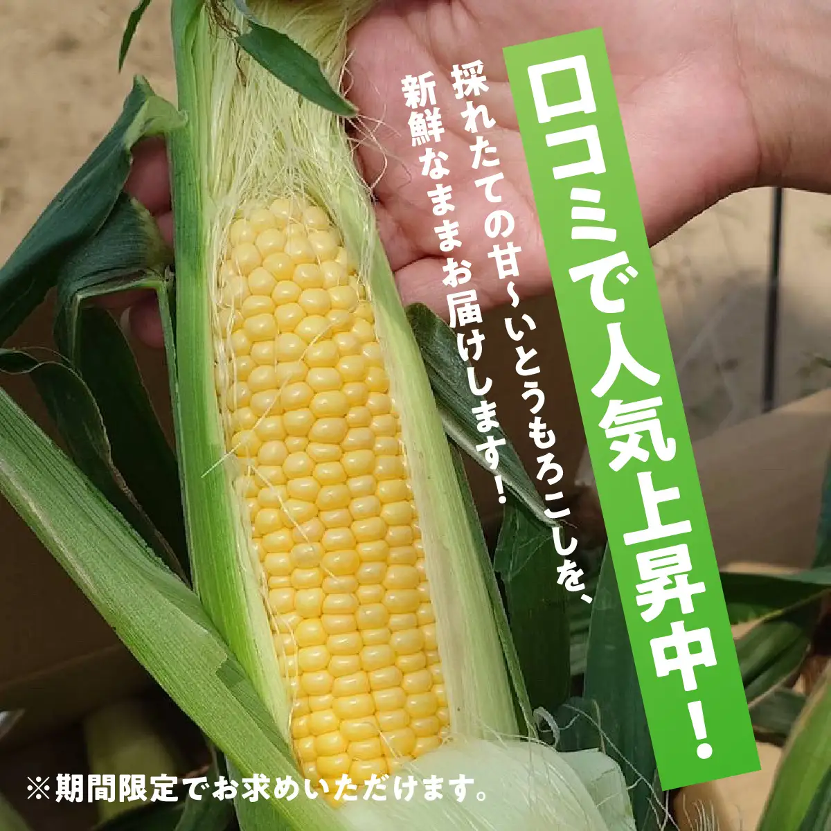 【期間限定】朝採りとうもろこし（10～12本）MBBD001