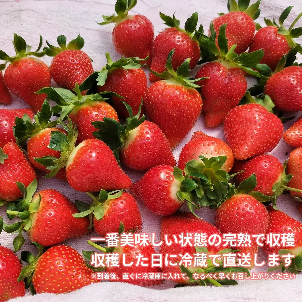 完熟で香り高い！秋田のイチゴ1パック ＜揺りかごパック＞　 45P3407