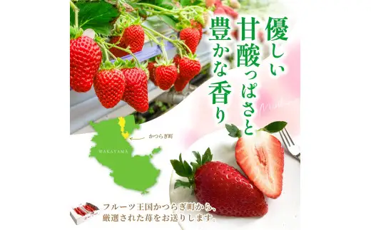 まりひめ イチゴ L～２L 12粒～15粒×2パック / 果物 甘い いちご 和歌山 ※2027年1月中旬～3月下旬頃配送予定【先行販売】※離島への配送不可【kgr500-250-2A】