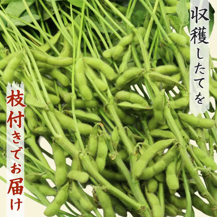 【幻の枝豆】十日限りの収穫！鴨川の伝統品種『鴨川七里』枝付き ２kg以上 《数量限定》《期間限定》《10月下旬一斉発送》えだまめ エダマメ 枝豆 在来種 極晩生 在来種 限定生産 農家直送 収穫したて 採れたて 枝付き枝豆 [貝渚七里会][0012-0082]