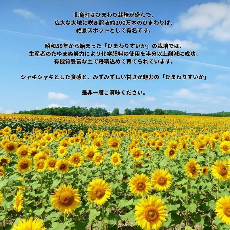 スイカ ひまわり すいか  2玉 小玉 ※6月中旬～6月下旬頃順次発送予定【sun402-2-6】 