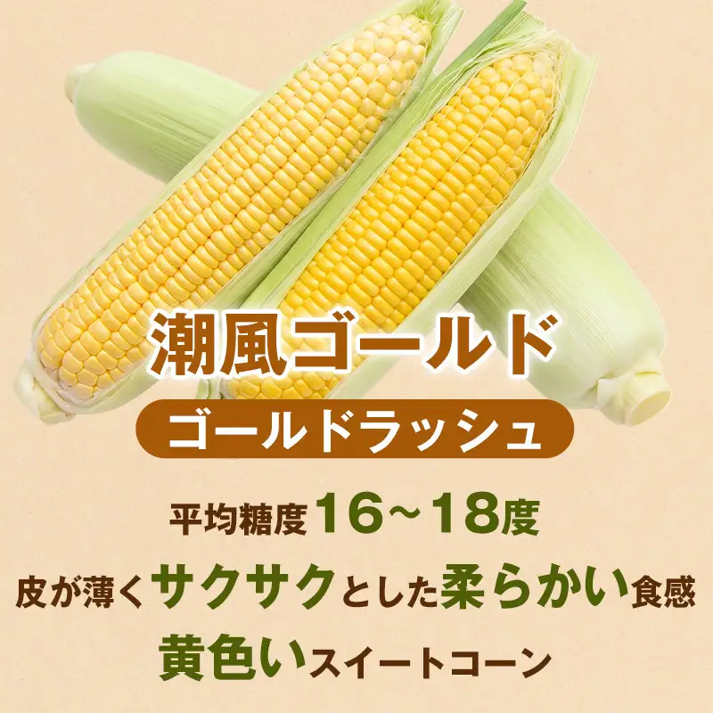 ［夏の味覚］潮風ゴールド 2Lサイズ 5～8本 1セット とうもろこし トウモロコシ ゴールドラッシュ 黄色 潮風ゴールド スイートコーン 茹でとうもろこし 白浜町