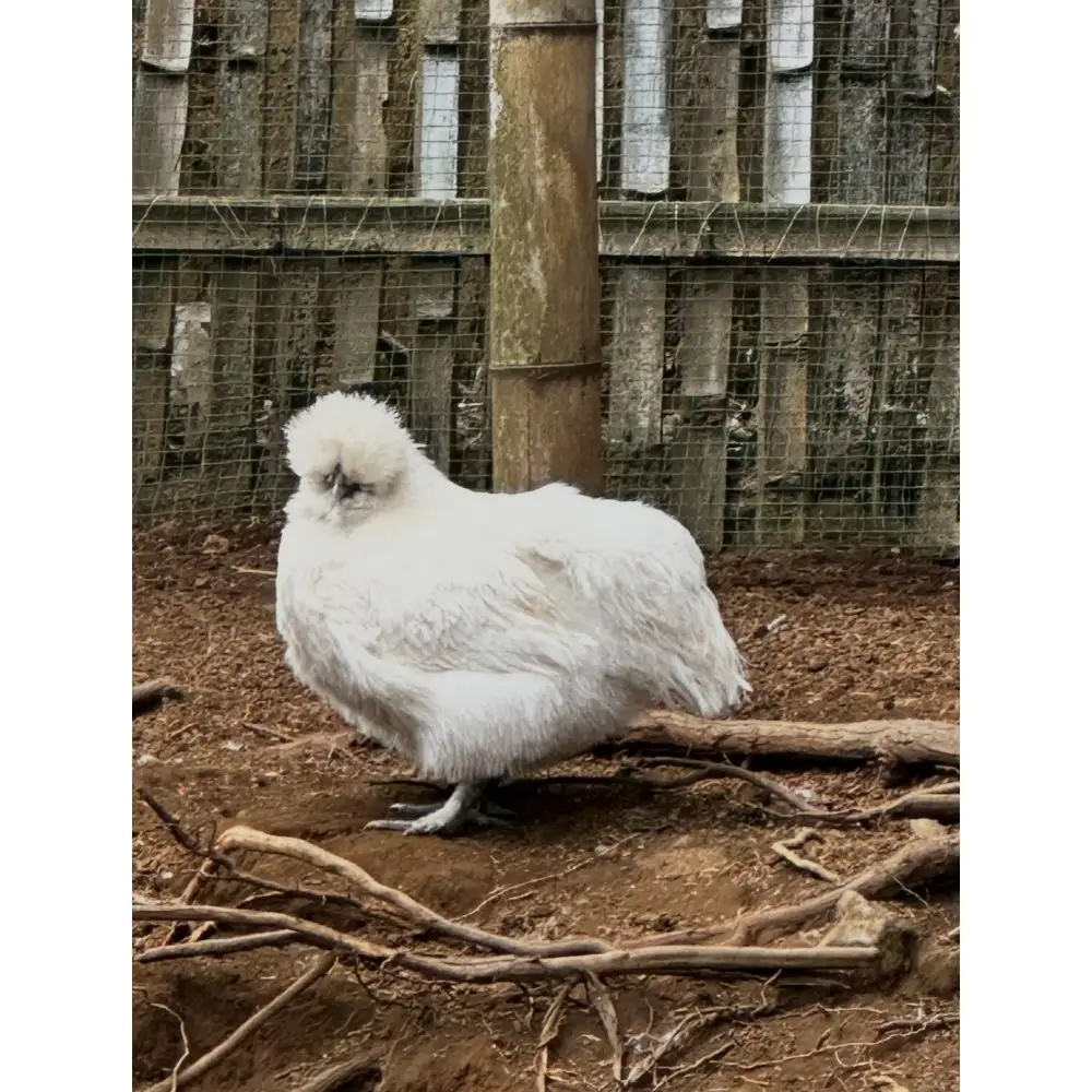 平飼い烏骨鶏のたまご12個 | 湯河原町 ミックスファーム 烏骨鶏 こだわり飼育 朝食