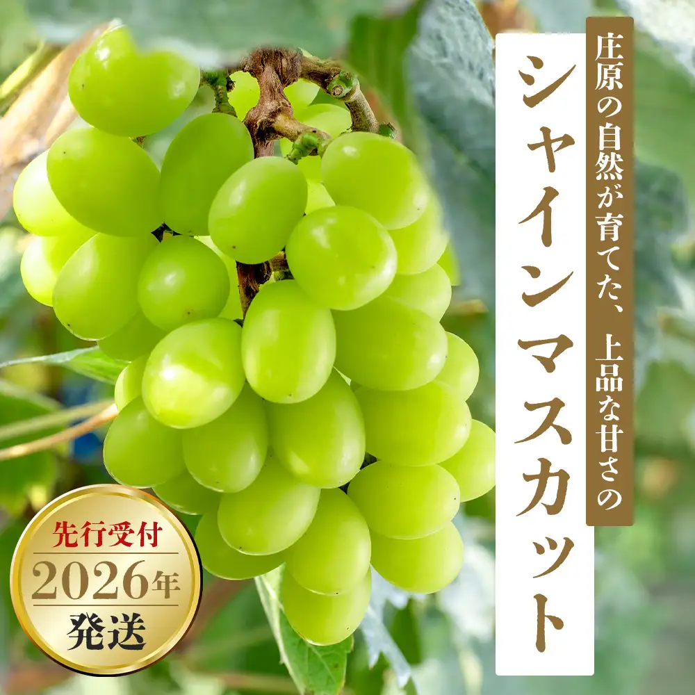 【先行受付 2026年発送】シャインマスカット2房セット【配送不可地域：離島・北海道・沖縄県】【1465047】