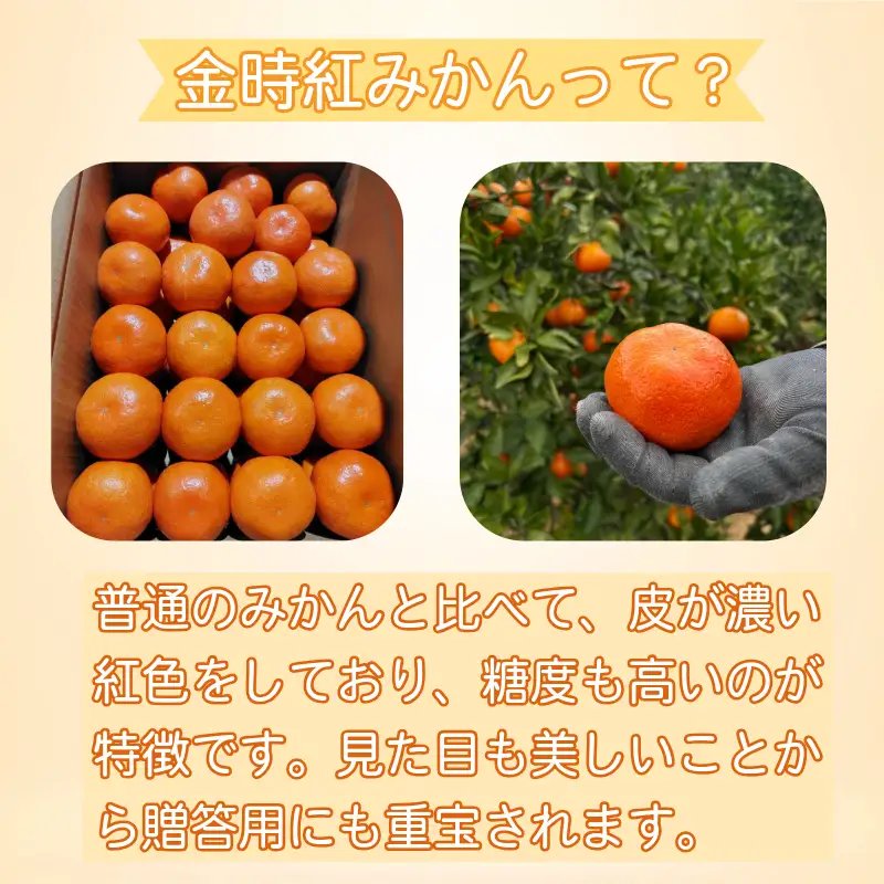 【2026年12月順次発送】　金時紅みかん 10kg みかん 甘い 紅 みかん 柑橘 蜜柑