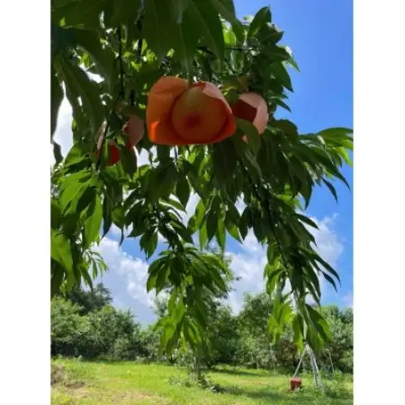 【先行予約】岡山の白桃・約1.5kg(3～6玉)7月上旬頃から8月上旬発送予定【配送不可地域：離島】【1732439】