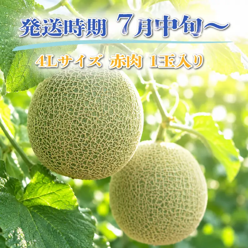 特選 メロン 赤肉 4L 1玉 メロン メロン メロン メロン