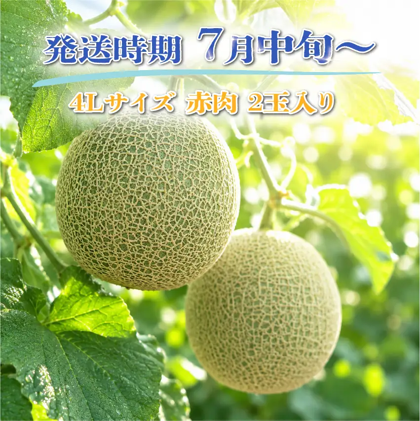 特選 メロン 赤肉 4L 2玉 メロン メロン メロン メロン