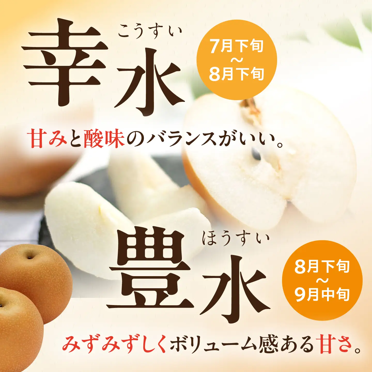 【2回定期便】朝採り旬の梨 約2.5kg（6玉）/回 計5kg 大村市 産直松吉/梨 なし 定期便 梨 幸水 豊水 秋麗 あきづき 新高 20世紀 二十世紀 かんた[ACZC012]
