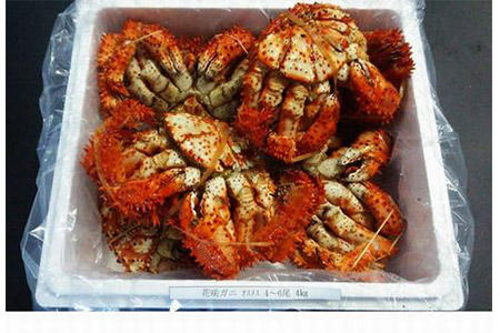 【北海道根室産】花咲ガニオスメス4～6尾(計4kg) D-57002