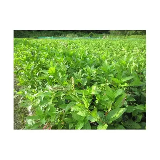N450　藍染スカーフ　麻