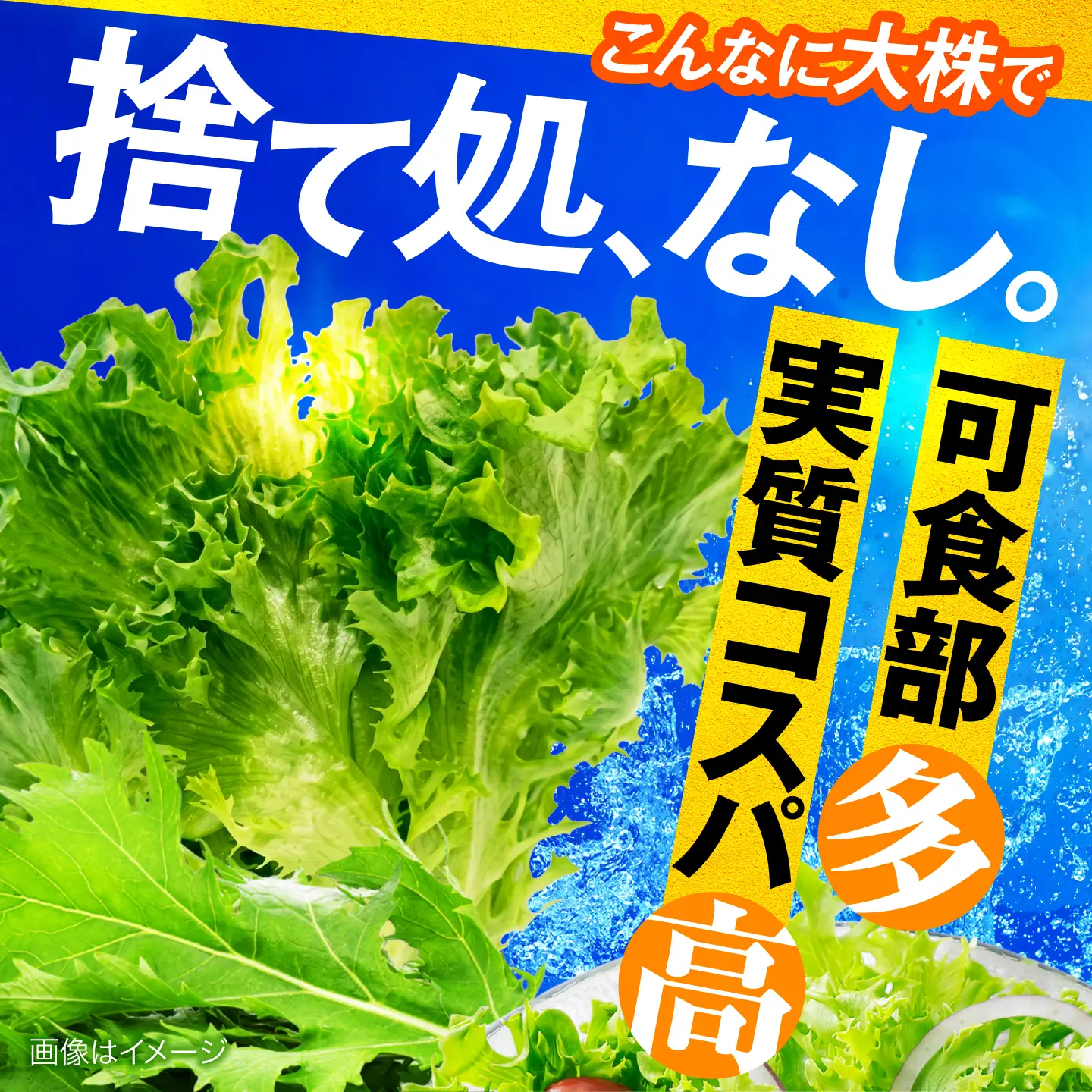 ツバキベジムーブの野菜セット フリルレタスと何が入るかお楽しみ /サラダ レタス 葉野菜 サンドイッチ 小浜市 / ツバキベジムーブ【配送不可地域：北海道・沖縄・離島】[BFEP001]