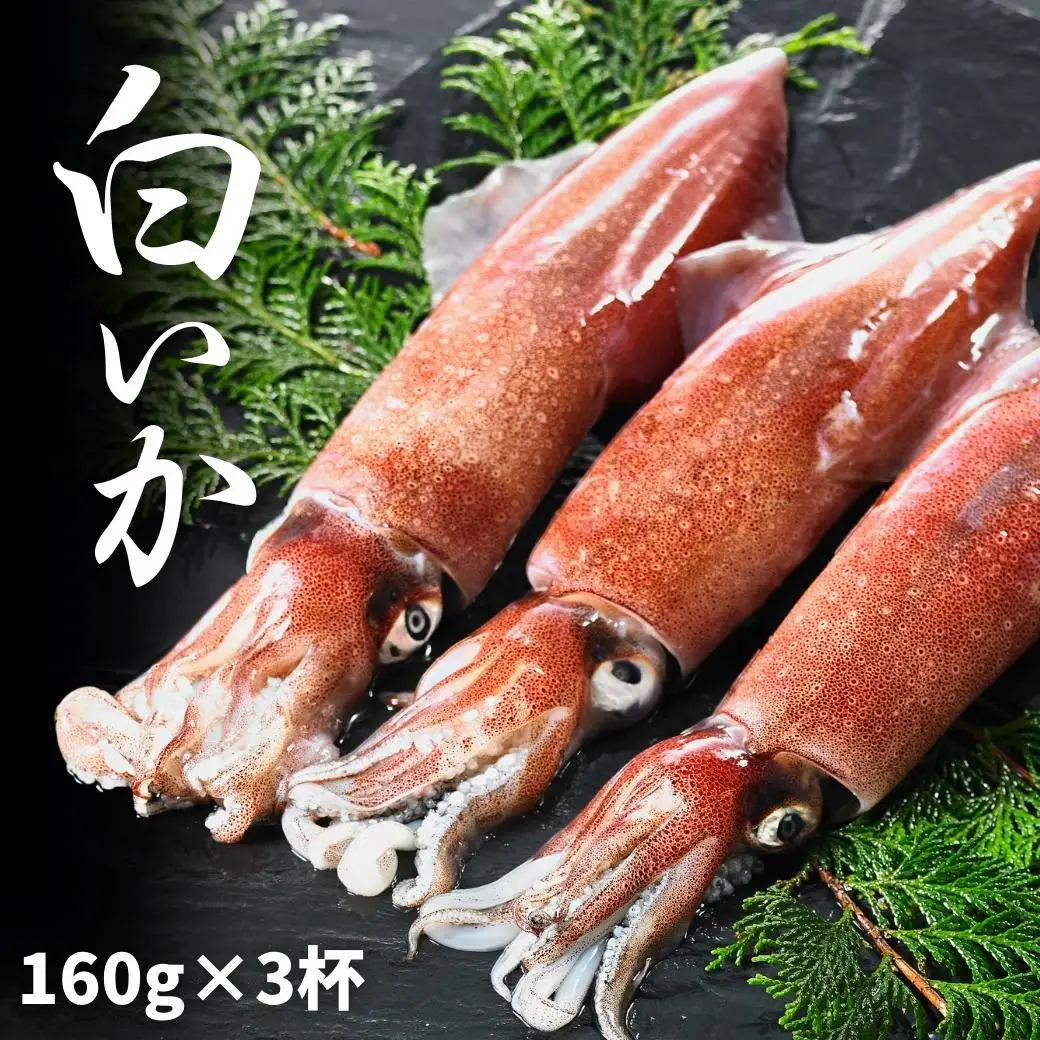 【高級白いか丸ごと 160g×3杯セット】ぷりぷり甘い朝どれ白いか 刺身用 ケンサキイカ