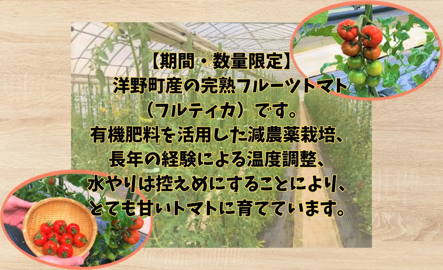 収穫当日発送！完熟フルーツトマト（フルティカ）1kg