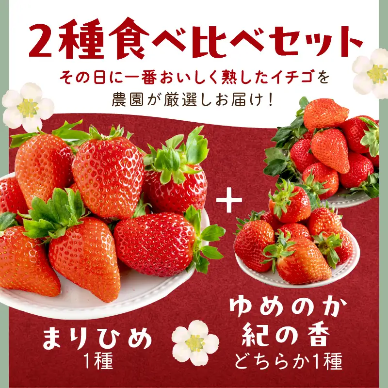 【1225】農園直送！完熟イチゴ食べ比べセット2種 6パック《先行予約》2027年1月中旬頃から順次発送予定【配送不可地域：北海道・沖縄・離島】