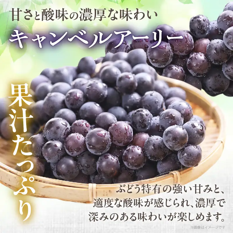まるみ果樹園のぶどう『キャンベルアーリー』(計2kg) 葡萄 果物 フルーツ 天然 ミネラル栽培_T036-003