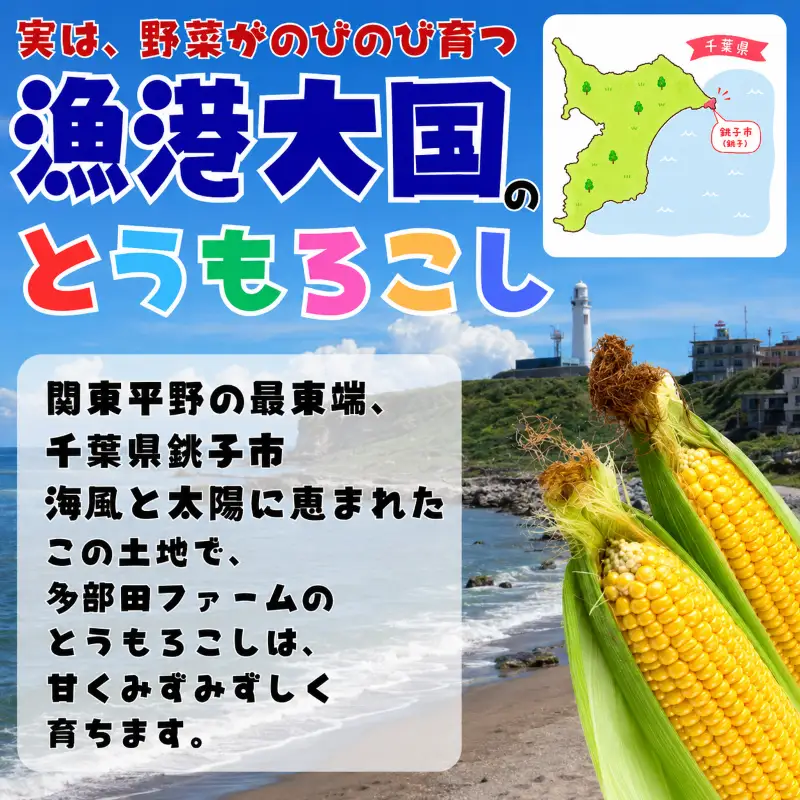 先行予約 訳あり とうもろこし 12本（約4kg） 銚子産 とうもろこし