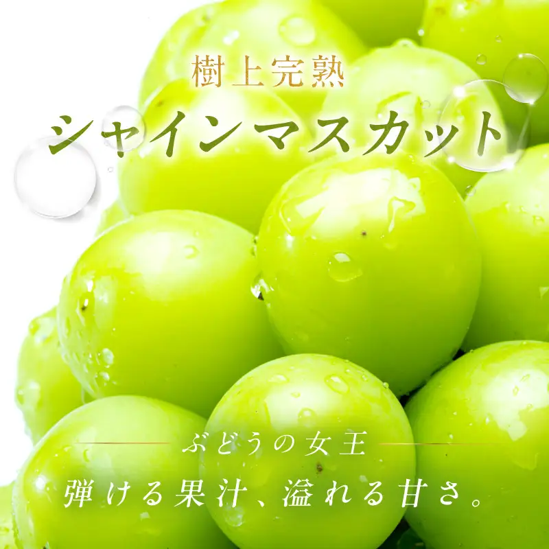 【先行予約】樹上完熟 シャインマスカット 500g（1房）（2026年9月中旬～発送）