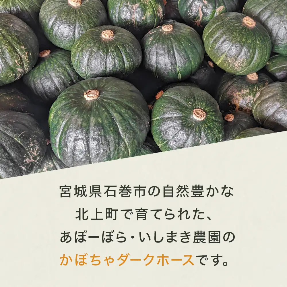 石巻伝承野菜 かぼちゃ ダークホース 5キロ 3～4玉 カボチャ 南瓜 野菜 石巻産 国産 甘い 濃厚 おかず スープ 宮城県 宮城 石巻市 石巻
