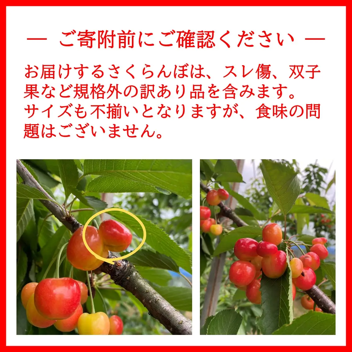 令和8年度産 さくらんぼ（佐藤錦） 訳あり 1kg M～2Lサイズ混合【藤山果樹園】[B6-2802]
