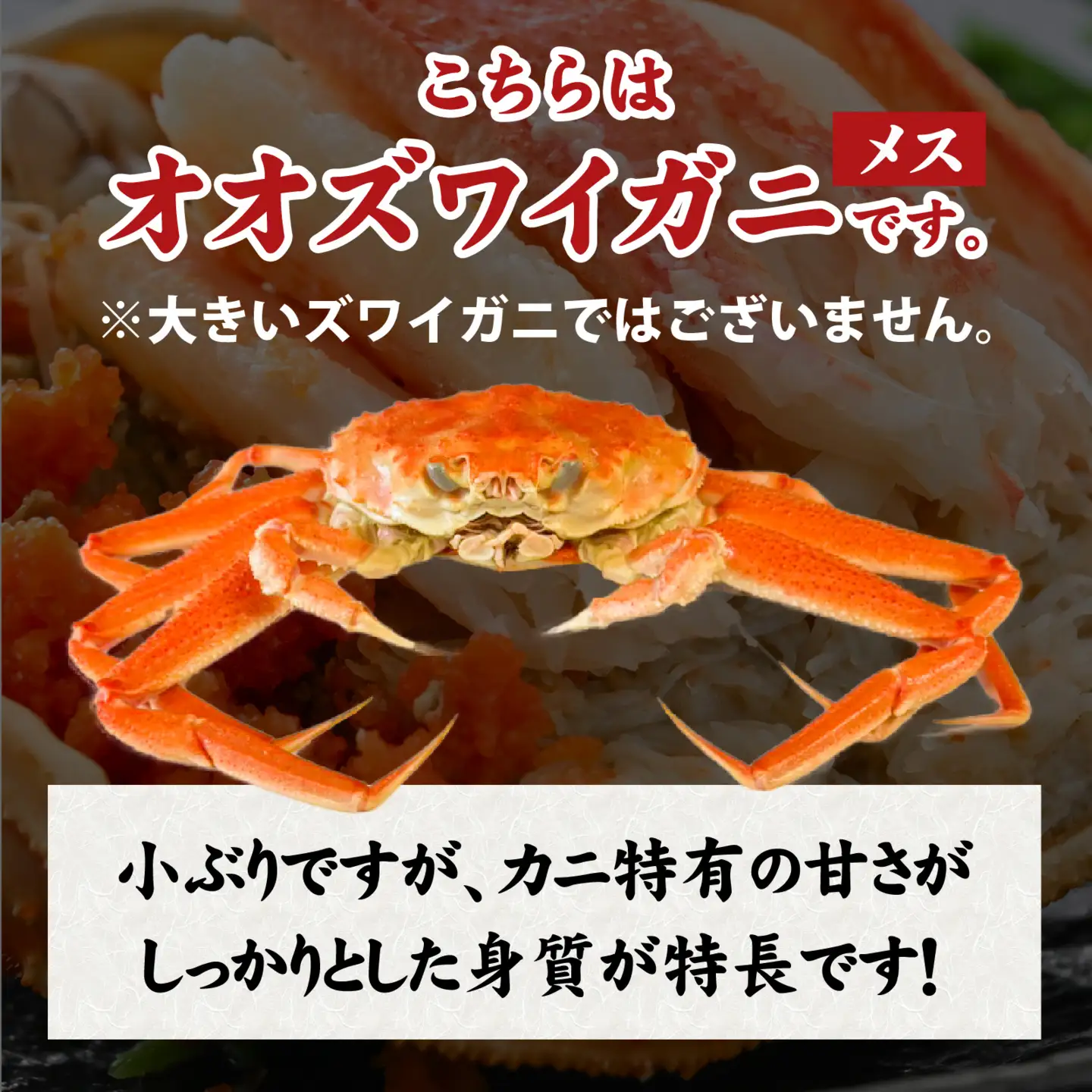 【訳あり】釜茹で 蟹好き集まれ！オオズワイガニ（メス）甲羅盛 6個セット [A-096037] / ズワイガニ