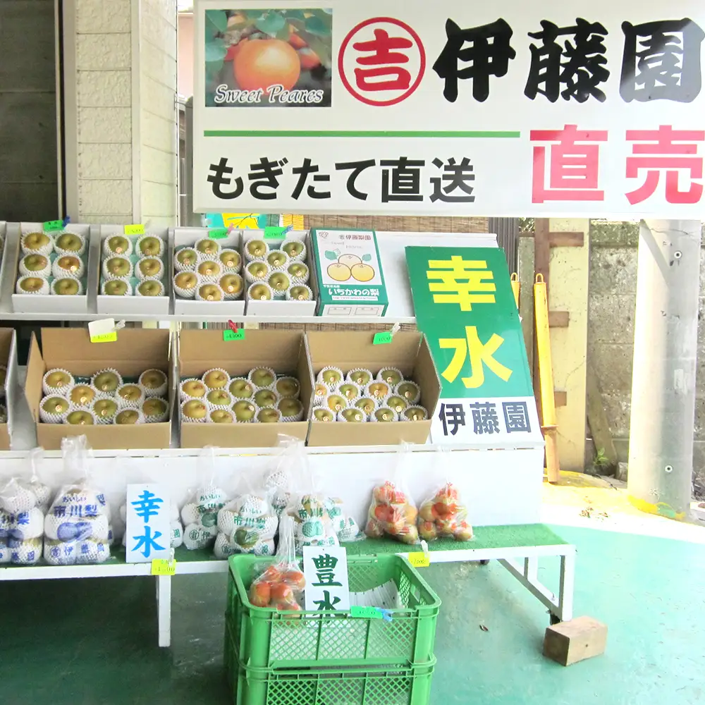 市川の梨　幸水　3kg　【12203-0456】 なし ナシ 市川のなし 果物 くだもの フルーツ 市川市 梨の伊藤園