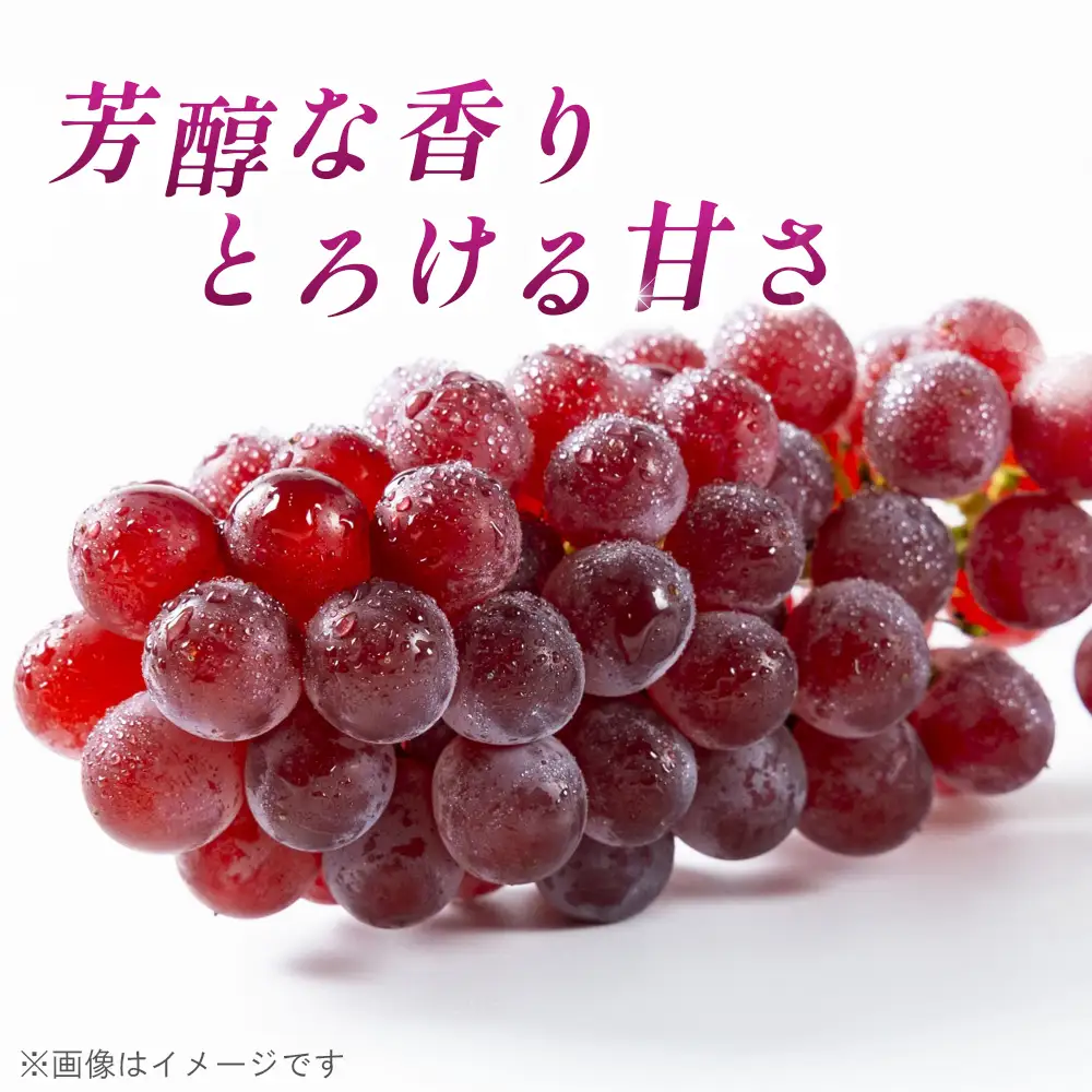 デラウェア 1.5kg【あずまぶどう園】 ／ 産地直送 ぶどう デラウェア フルーツ 旬 大野ぶどう 芳醇な香り とろける甘さ 高糖度 糖度23～24 国産フルーツ お取り寄せ 送料無料 No.374
