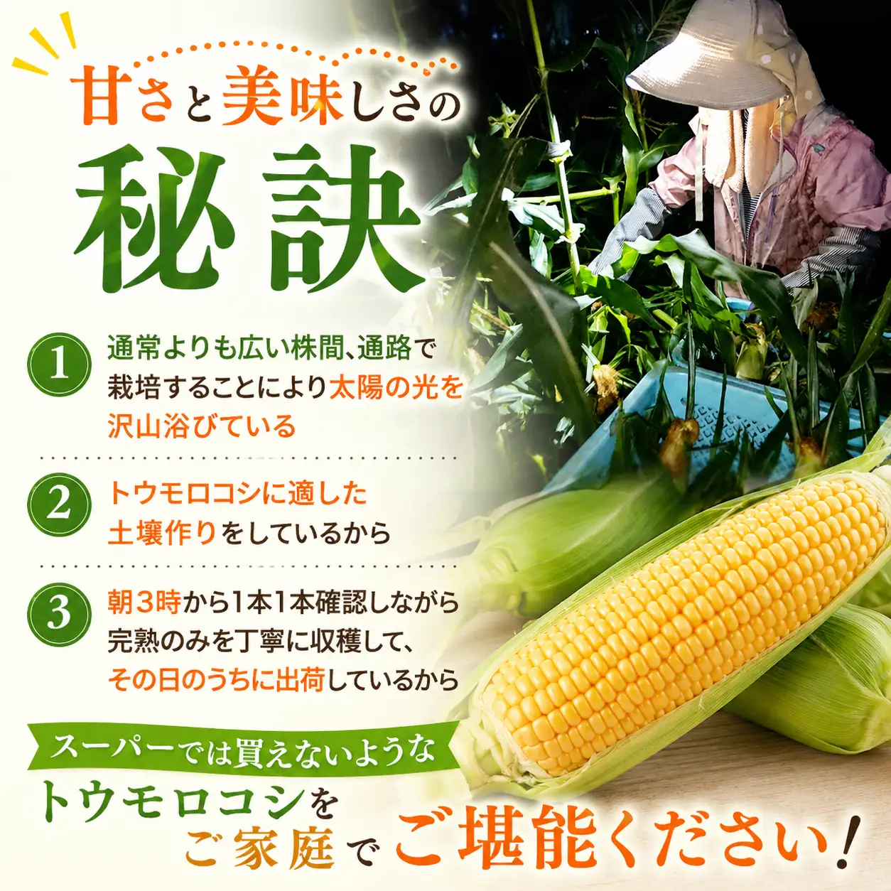 【先行予約】めぐみ 朝採れ とうもろこし 5.5kg [SBF002] とうもろこし