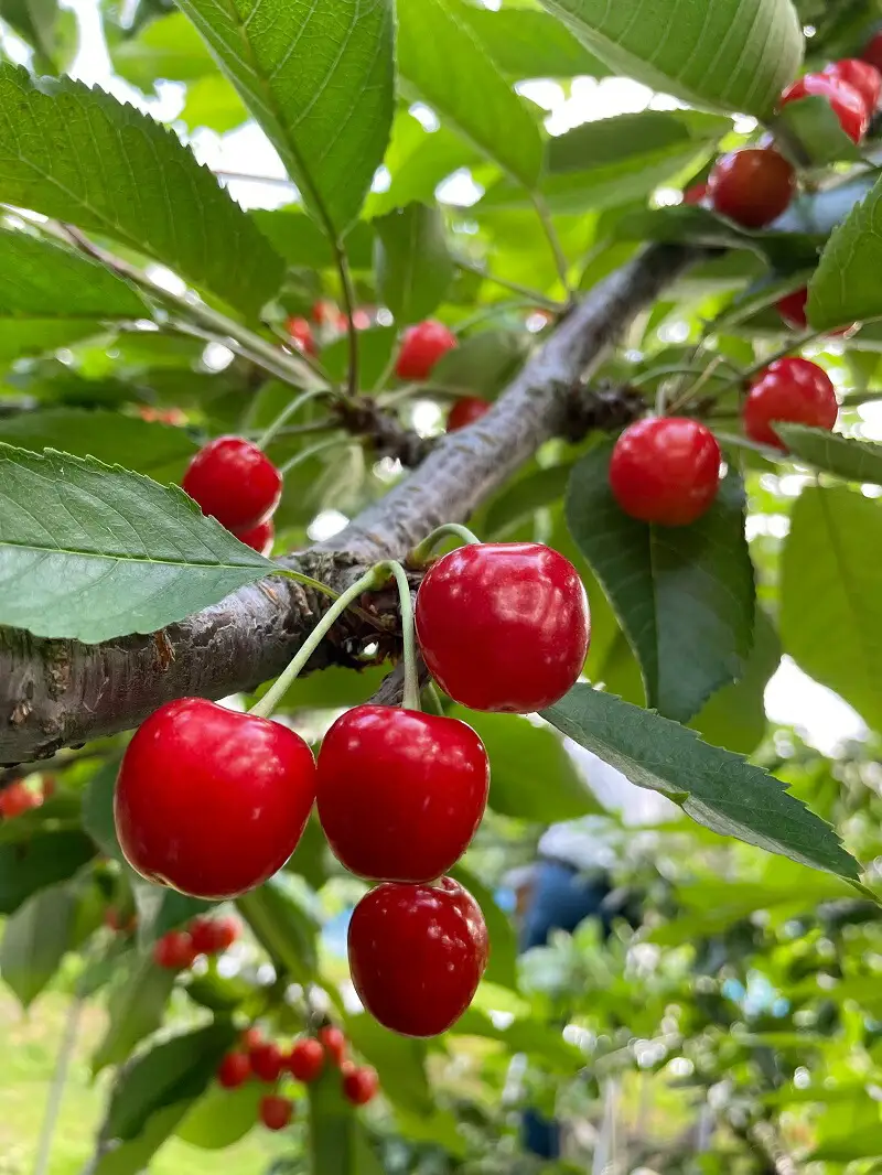 ＼朝採れ 産地直送／ R8年度産 紅秀峰 特秀 2L 600g 市場価値の高い 三関産 さくらんぼ こだわりの【常温】でお届け 訳あり フルーツ 果物 お取り寄せ 秋田 湯沢市 期間限定 サクランボ 数量限定【奥山果樹園】[H1-7802]