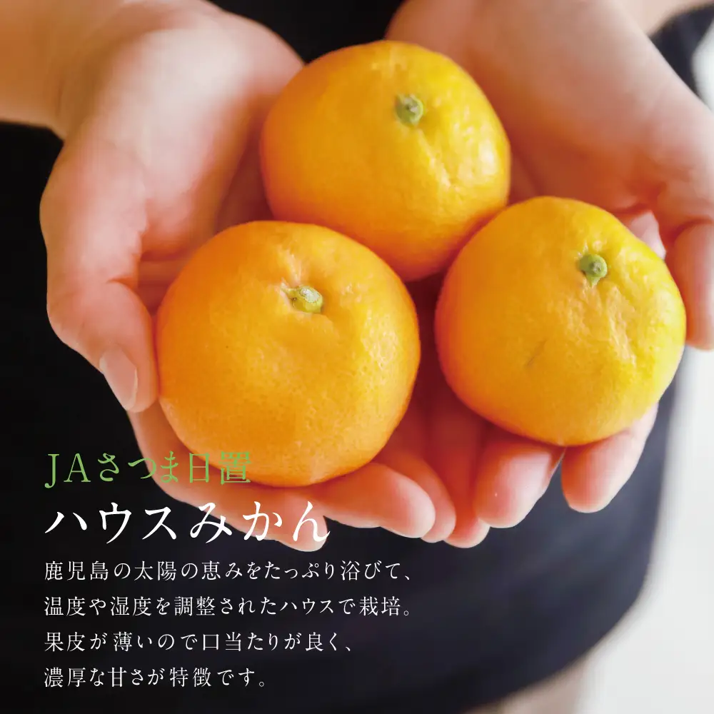 鹿児島県産 ハウスみかん 約2.4kg【 先行受付 ★7月～8月発送★】 化粧箱入り 先行予約 柑橘 みかん ミカン 蜜柑 ハウスミカン 温室 温州ミカン 温州みかん 旬 数量・期間 限定 国産 果実 果物 くだもの フルーツ 果肉 果汁 食品 デザート スイーツ おやつ 甘い 旬 季節限定 季節の果物 おすすめ ご褒美 贅沢 グルメ お取り寄せ JAさつま日置 鹿児島 鹿児島県 南さつま市