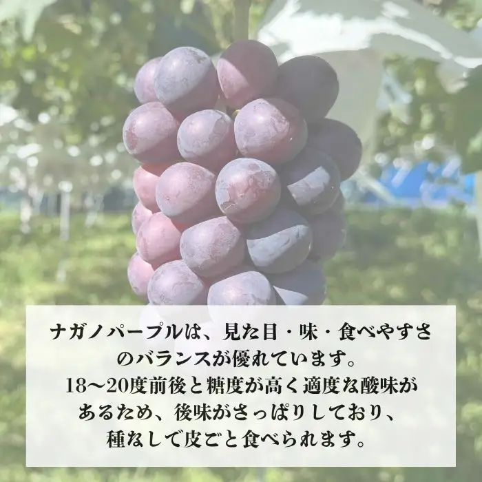 訳ありナガノパープル2kg