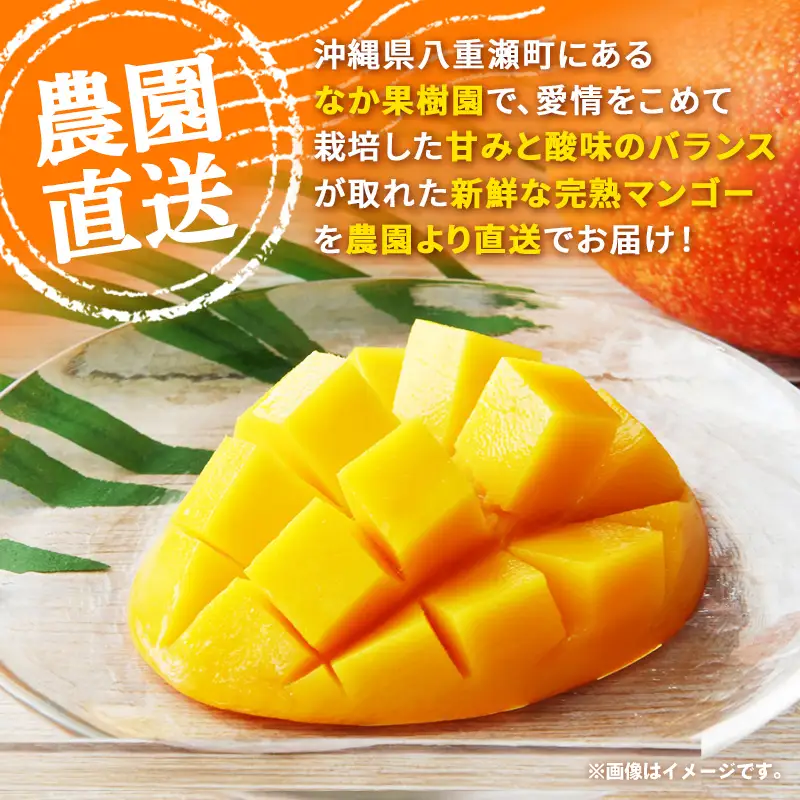 【先行受付】【2026年発送】なか果樹園 アップルマンゴー 家庭用 約1kg （白箱）- 産地直送 先行予約 沖縄県産 ご自宅用 南国フルーツ 旬の味覚 オススメ 沖縄県 八重瀬町