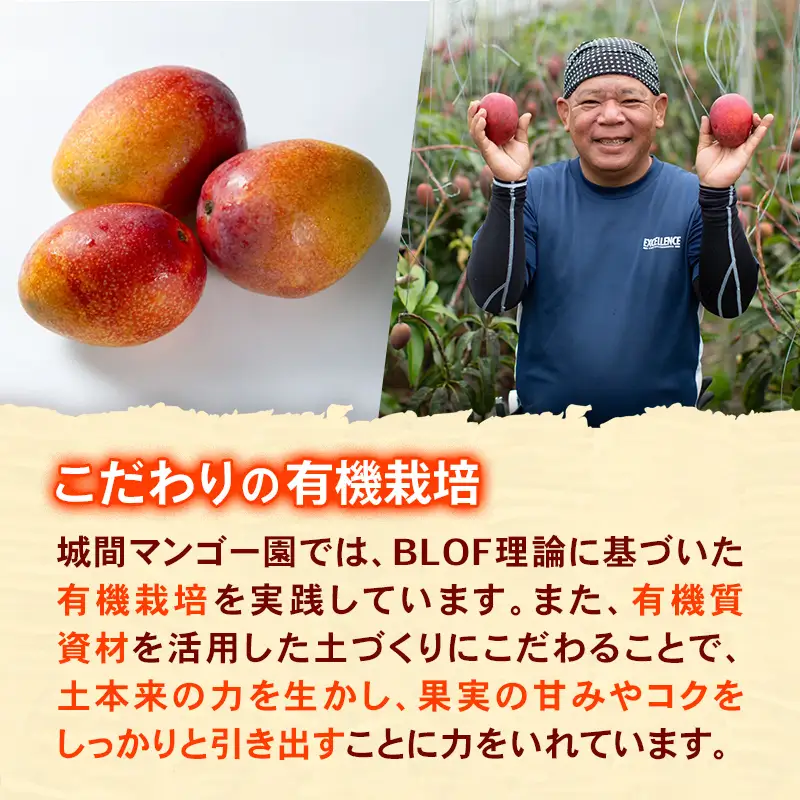 【先行受付】【2026年発送】城間マンゴー園のアップルマンゴー 訳あり 約1kg - 先行予約 沖縄県産 産地直送 南国フルーツ 旬の味覚 季節の果物 ご自宅用 訳アリ 家庭用 沖縄マンゴー 沖縄県 八重瀬町