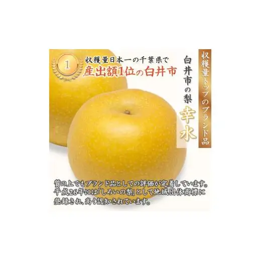 【2026年夏収穫分】幸水 5kg 14～18玉 しろいの梨 予約受付 ジューシー 甘い 美味しい おすすめ 甘い梨 フルーツ 果物 特産品 千葉県産